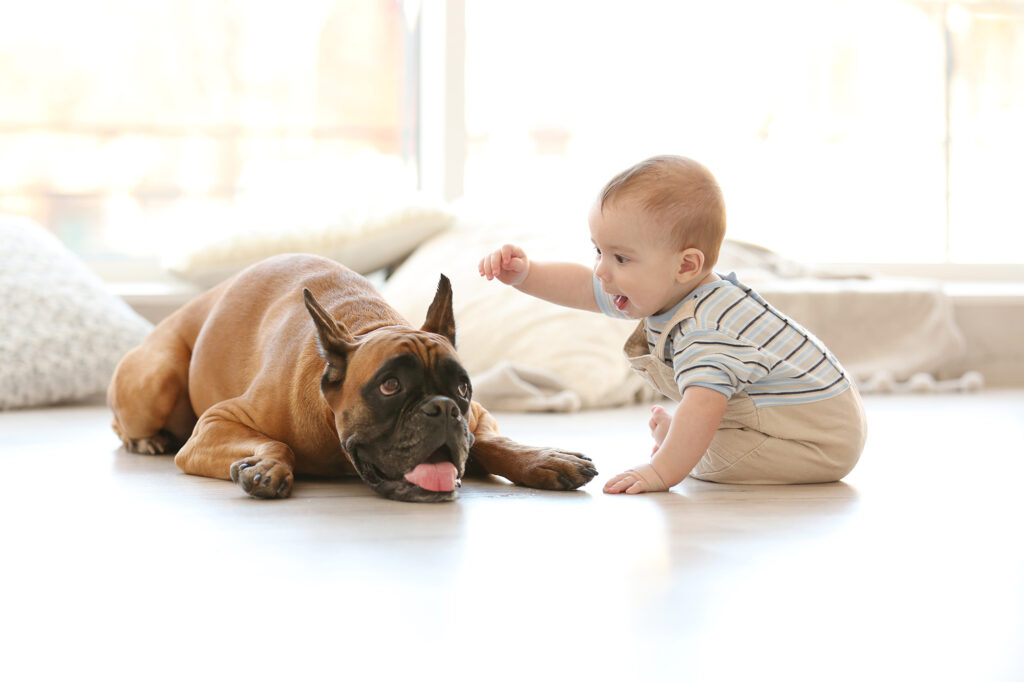 Pet Friendly Laminate | Carpets of Dalton